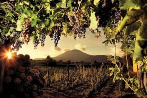 Mt. Vesuvius Wine Tasting and Lunch Experience from Pompeii - From Via Villa dei Misteri to the winery: what the transportation feels like