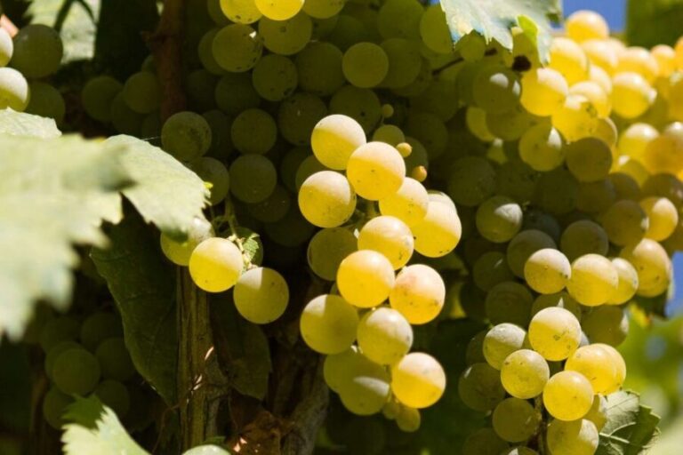 Naples: Mount Vesuvius Vineyard Tour w/ Lunch & Wine Tasting - The 1.5-Hour Flow: Estate Walk, Then Lunch and Tastings