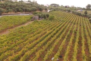 Vesuvius wine tasting with company tour - First stop: terraced vineyards and the view factor